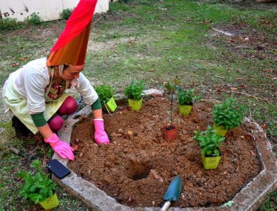 Fées du jardin.